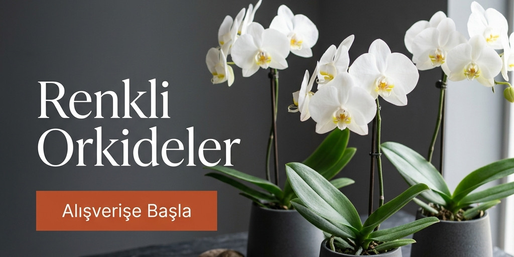 Orkide Kampanya Bannerı
